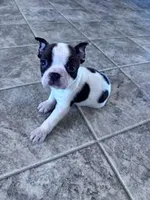 Pokie, a male Boston Terrier for sale in Hopkinsville, KY – Photo 3 of 4