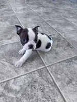 Pokie, a male Boston Terrier for sale in Hopkinsville, KY – Photo 4 of 4