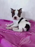 Pokie, a male Boston Terrier for sale in Hopkinsville, KY – Photo 1 of 4