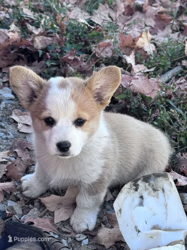 Dolly  – Pembroke Welsh Corgi puppy for sale in Hopkinsville, KY
