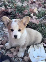 Dolly , a female Pembroke Welsh Corgi for sale in Hopkinsville, KY – 1 of 5
