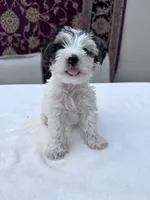 Casper, a male Yorkshire Terrier for sale in Hopkinsville, KY – 2 of 5