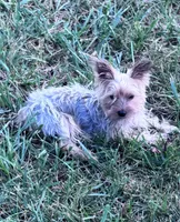 Sophie, a female Yorkshire Terrier for sale in Hopkinsville, KY – 3 of 4