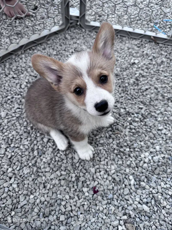 Biscuit – Pembroke Welsh Corgi puppy for sale in Hopkinsville, KY