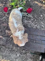 Charlie, a male Cavapoo for sale in Hopkinsville, KY – 3 of 5