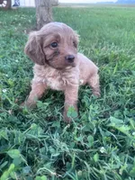 Teddy, a male Cavapoo for sale in Hopkinsville, KY – 5 of 7