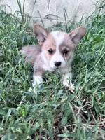 Sunny, a male Pembroke Welsh Corgi for sale in Hopkinsville, KY – 2 of 7