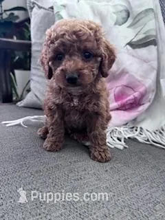 Charlie – Cockapoo puppy for sale in Hopkinsville, KY