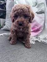 Charlie, a male Cockapoo for sale in Hopkinsville, KY – Photo 2 of 4