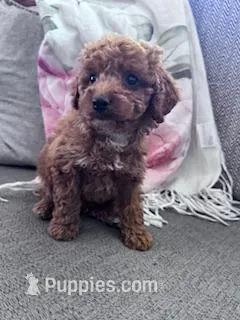 Charlie – Cockapoo puppy for sale in Hopkinsville, KY