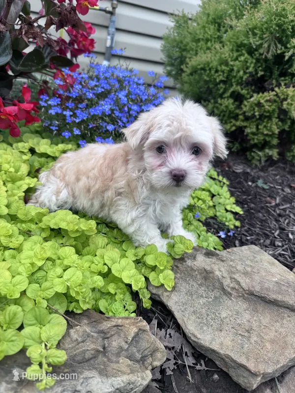 Angel – Havanese puppy for sale in Hopkinsville, KY