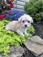 Angel, a female Havanese for sale in Hopkinsville, KY – 1 of 5