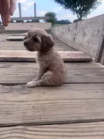 Honey , a female Cavapoo for sale in Hopkinsville, KY – 2 of 5