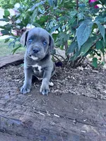 Rambo, a male Cane Corso for sale in Hopkinsville, KY – 5 of 5