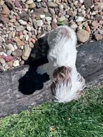 Rosie, a female Cavapoo for sale in Hopkinsville, KY – 3 of 4