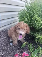 Yeti , a male Yorkipoo for sale in Hopkinsville, KY – 4 of 6