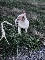 Freddy, a male Pembroke Welsh Corgi for sale in Hopkinsville, KY – 3 of 8