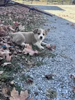 Molly, a female Pembroke Welsh Corgi for sale in Hopkinsville, KY – 4 of 6
