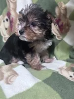 Dolly, a female Yorkshire Terrier for sale in Hopkinsville, KY – Photo 4 of 5