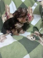 Dolly, a female Yorkshire Terrier for sale in Hopkinsville, KY – Photo 3 of 5