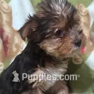 Dolly, a female Yorkshire Terrier for sale in Hopkinsville, KY – Photo 2 of 5