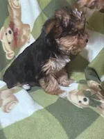 Dolly, a female Yorkshire Terrier for sale in Hopkinsville, KY – Photo 5 of 5