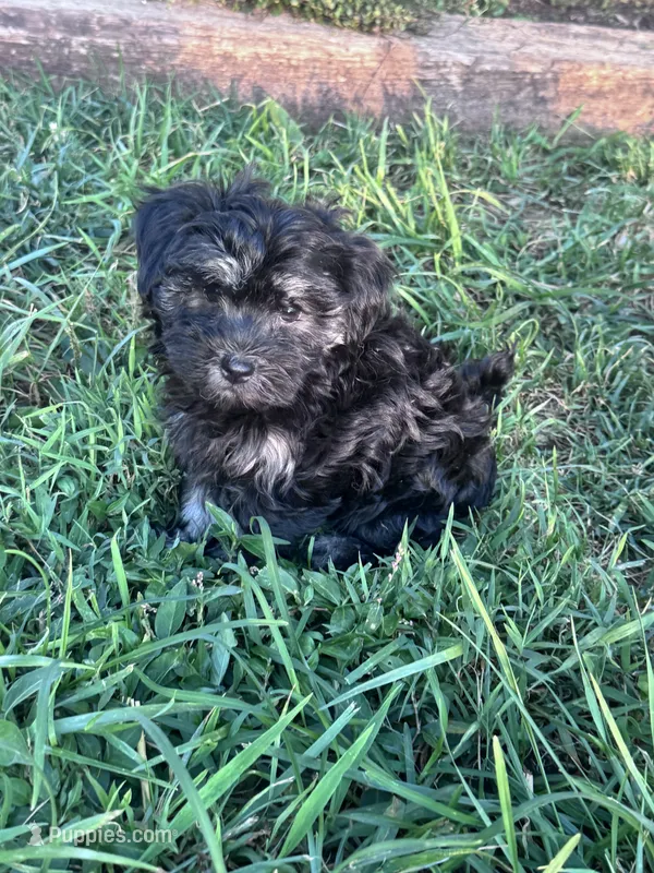 Milo – Havanese puppy for sale in Hopkinsville, KY