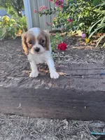 Charlie, a male Cavapoo for sale in Hopkinsville, KY – 5 of 5