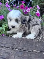 Patches, a female Sheepadoodle for sale in Hopkinsville, KY – 4 of 4
