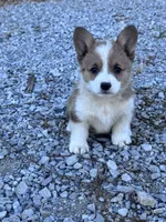 Cookie, a female Pembroke Welsh Corgi for sale in Hopkinsville, KY – 3 of 6