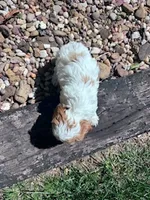 Jasper, a female Cavapoo for sale in Hopkinsville, KY – 2 of 5