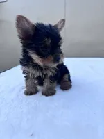 Jack, a male Yorkshire Terrier for sale in Hopkinsville, KY – 6 of 10