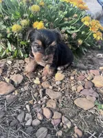 Ziggy, a male Yorkshire Terrier for sale in Hopkinsville, KY – 4 of 5