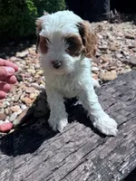 Scout, a male Cavapoo for sale in Hopkinsville, KY – 4 of 5