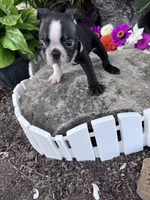 Louie, a male Boston Terrier for sale in Hopkinsville, KY – 4 of 4
