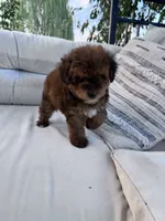 Teddy , a male Yorkipoo for sale in Hopkinsville, KY – 6 of 8