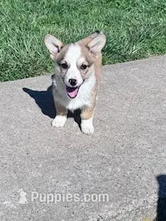 Sally – Pembroke Welsh Corgi puppy for sale in Hopkinsville, KY