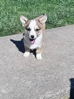 Sally, a female Pembroke Welsh Corgi for sale in Hopkinsville, KY – Photo 1 of 8
