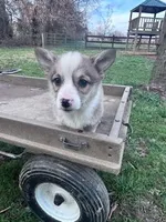 Sally, a female Pembroke Welsh Corgi for sale in Hopkinsville, KY – Photo 3 of 4