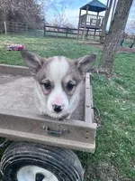 Sally, a female Pembroke Welsh Corgi for sale in Hopkinsville, KY – Photo 4 of 4