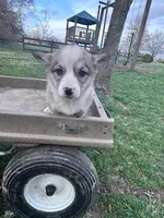 Sally, a female Pembroke Welsh Corgi for sale in Hopkinsville, KY – Photo 1 of 4