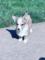 Sally, a female Pembroke Welsh Corgi for sale in Hopkinsville, KY – Photo 4 of 8