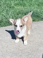 Sally, a female Pembroke Welsh Corgi for sale in Hopkinsville, KY – Photo 2 of 8