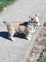 Sally, a female Pembroke Welsh Corgi for sale in Hopkinsville, KY – Photo 3 of 8