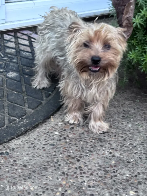 Sophie – Yorkshire Terrier puppy for sale in Hopkinsville, KY
