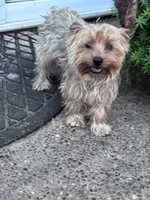 Sophie, a female Yorkshire Terrier for sale in Hopkinsville, KY – 1 of 4