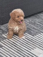 Nugget, a male Yorkipoo for sale in Hopkinsville, KY – 4 of 5