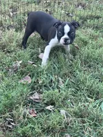 Pablo, a male Boston Terrier for sale in Hopkinsville, KY – 2 of 6