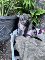Bandit, a male Chihuahua for sale in Hopkinsville, KY – 5 of 6