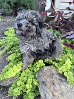 Snuggles, a male Yorkipoo for sale in Hopkinsville, KY – 7 of 7